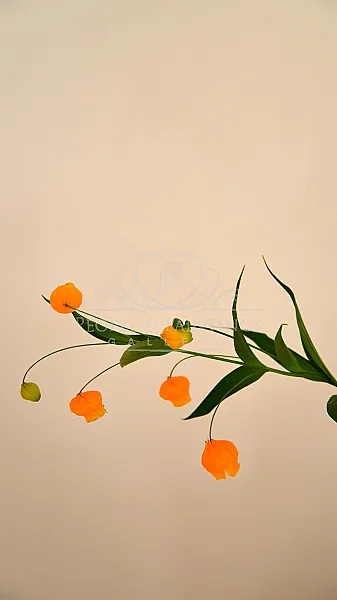 Orange bells