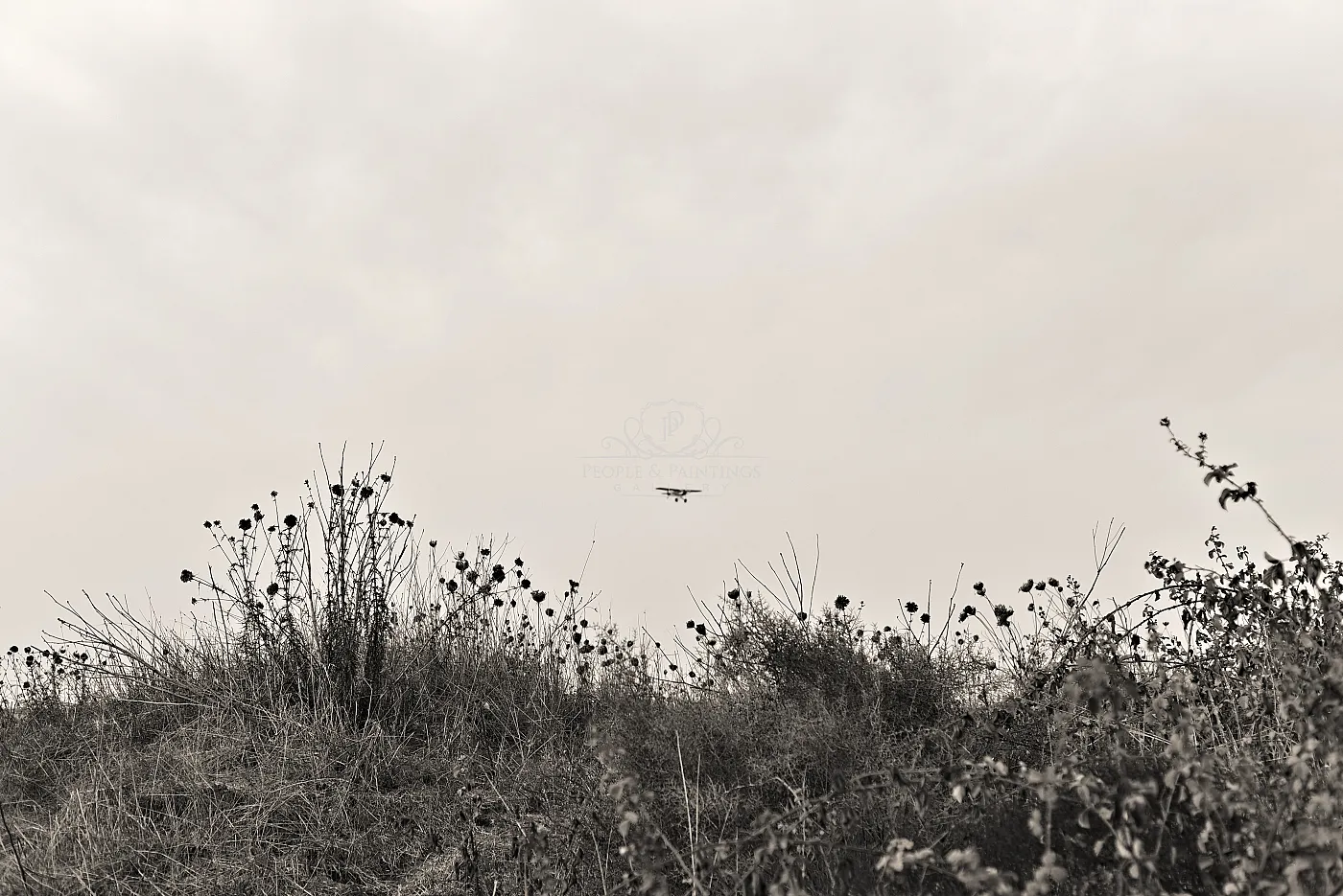 Airplane