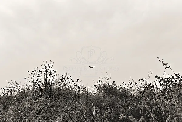 Airplane