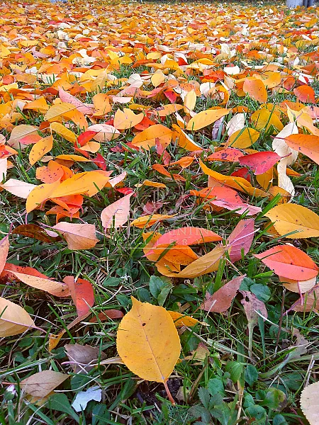 Colorful leaves