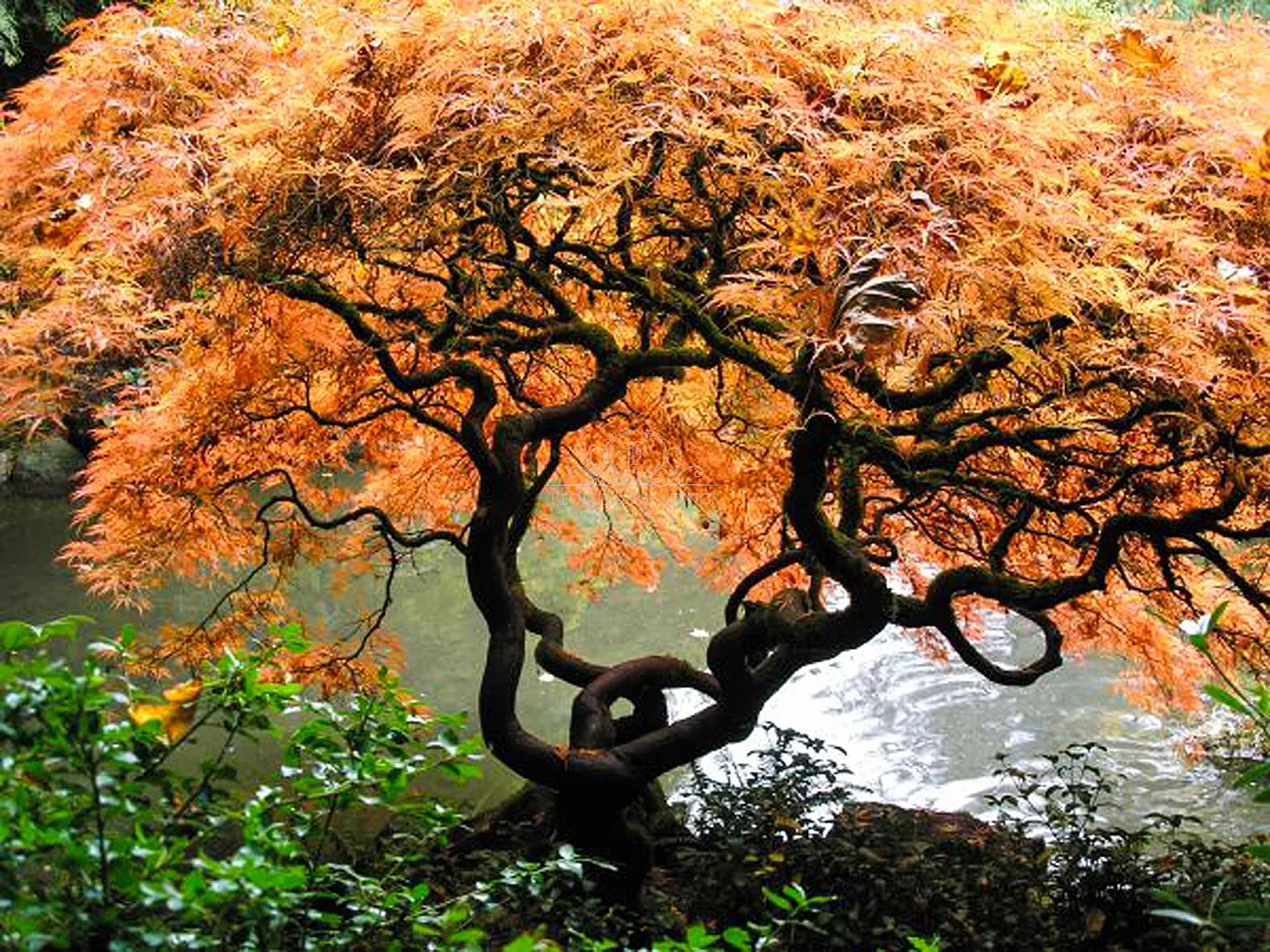 Tree of life