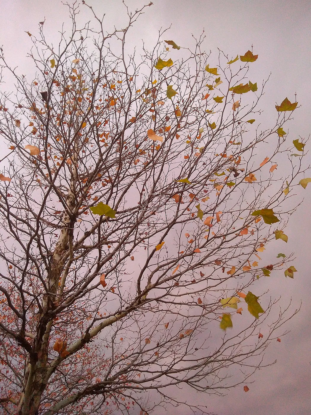 Windy