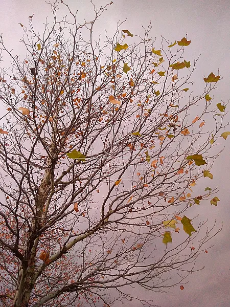 Windy