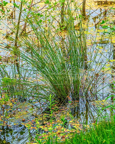 Small pond