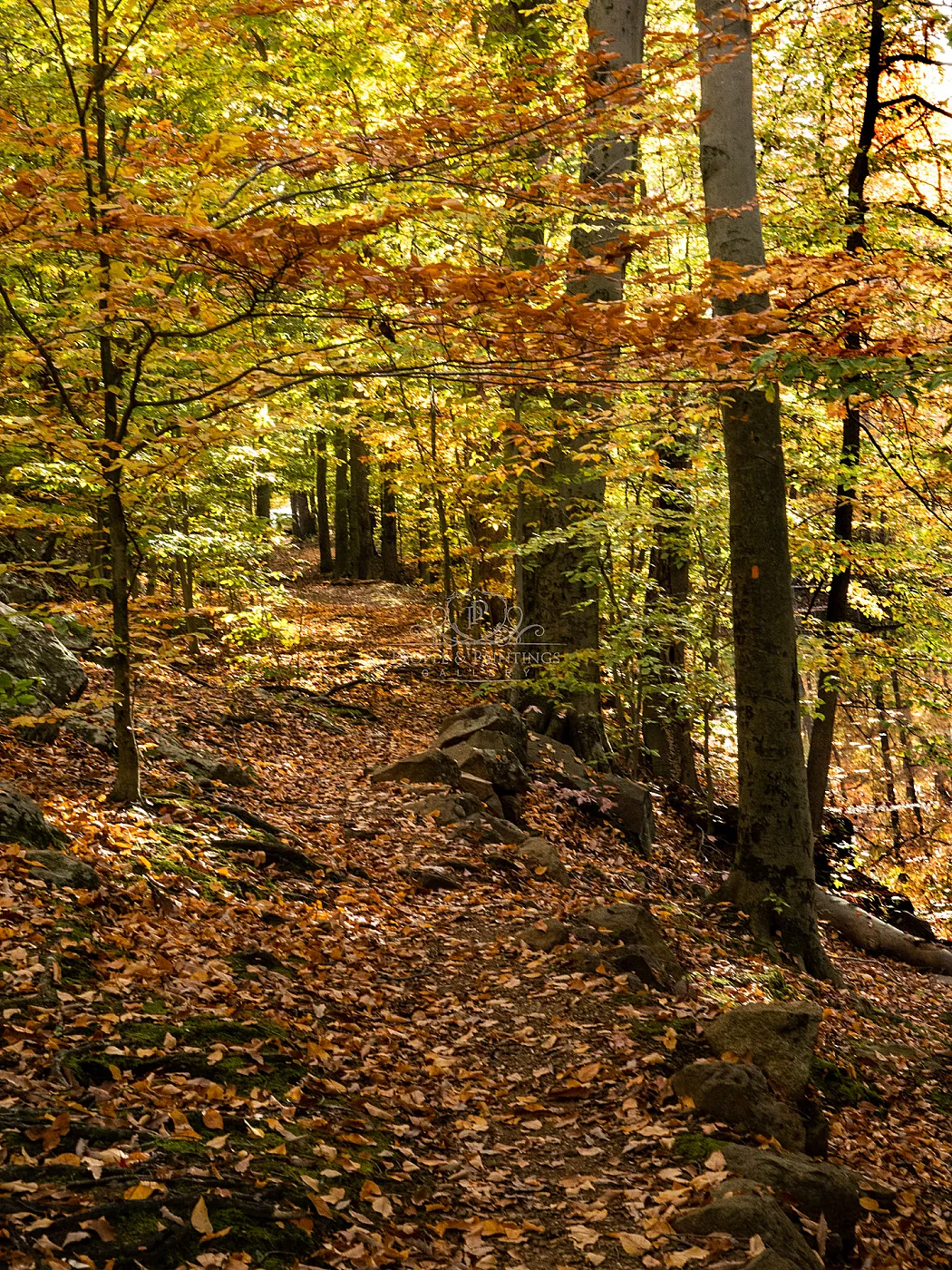 Autumn forest path