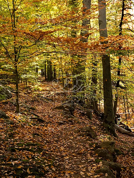 Autumn forest path