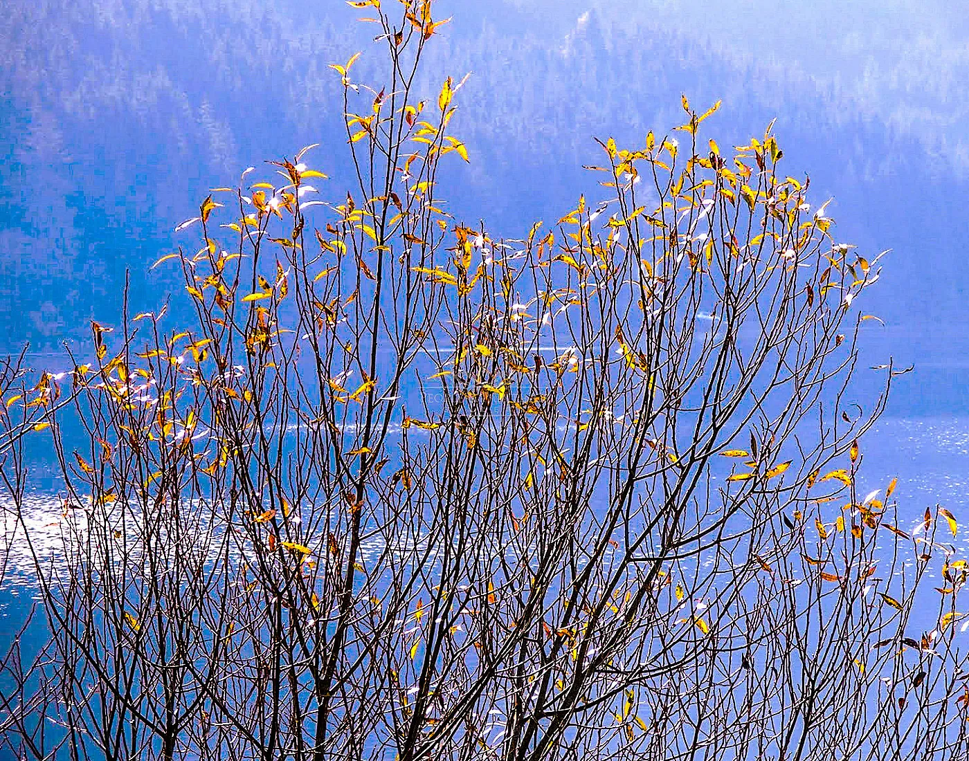 Late Autumn