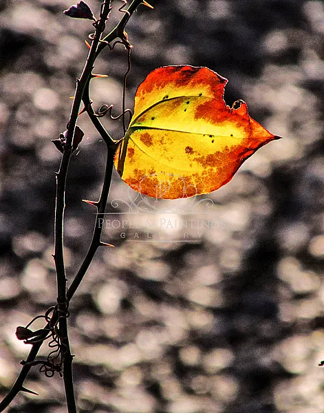 Last Leaf