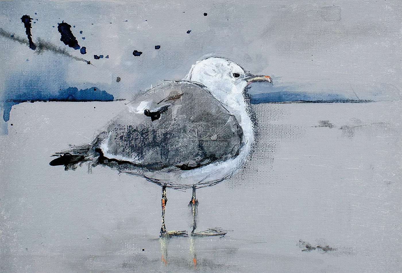 Seagull