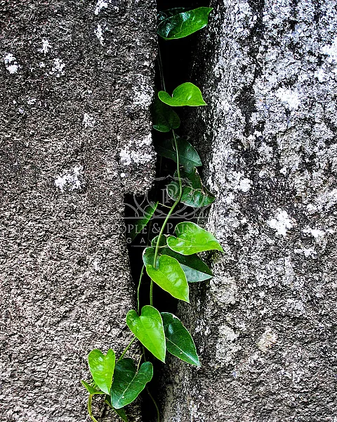 Life prevails