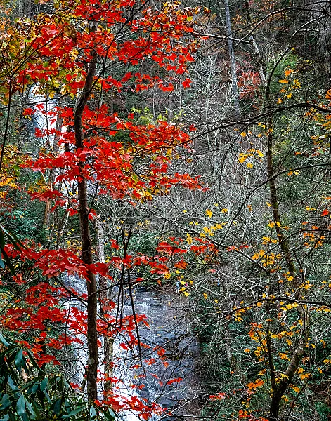 Autumn tree and waterfall