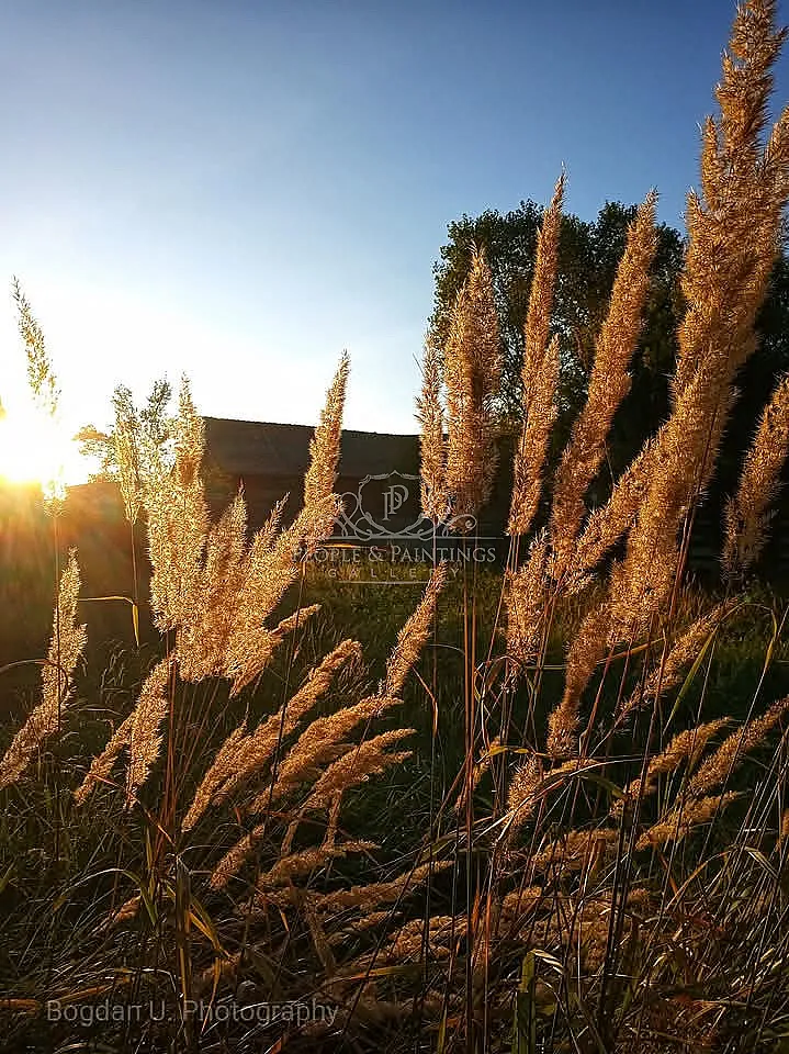 The Caress of the Sunset