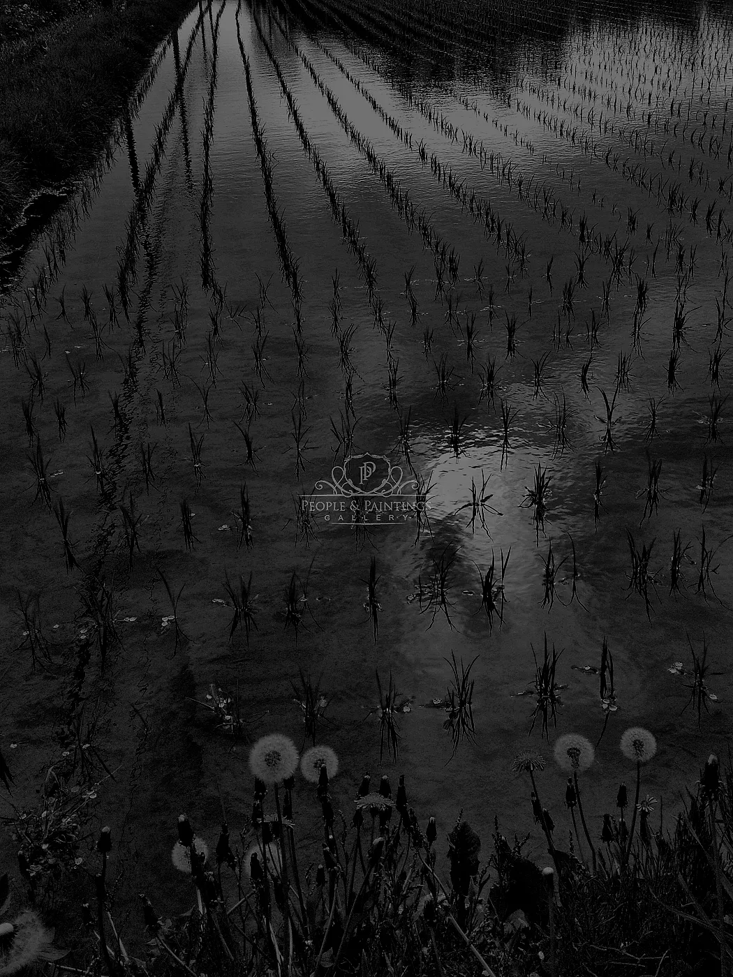Rice field in Japan
