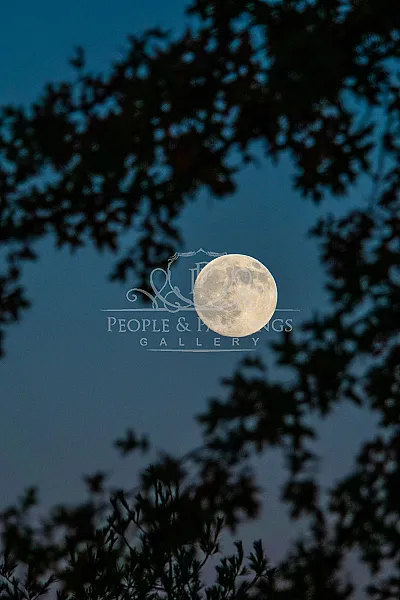 November’s beaver magic super full moon (1)