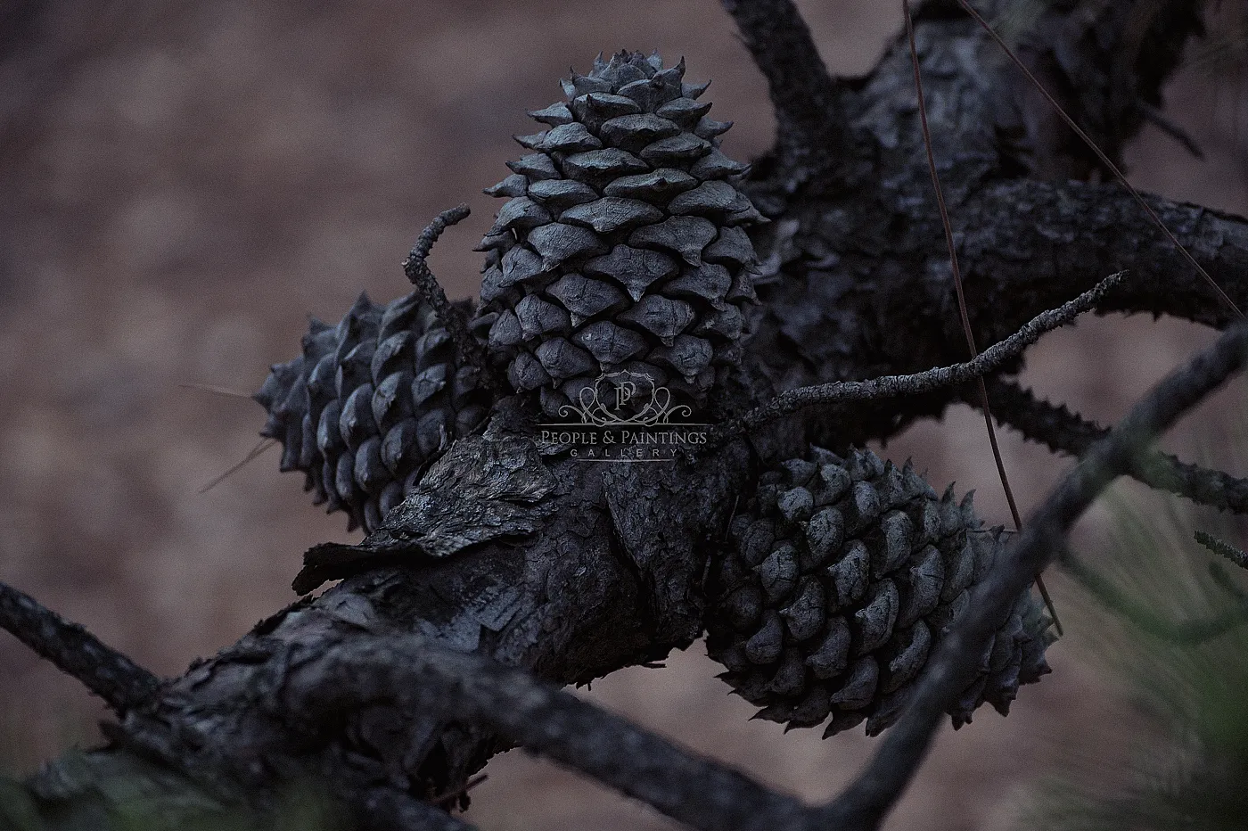 Pine cones
