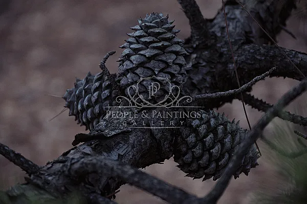 Pine cones