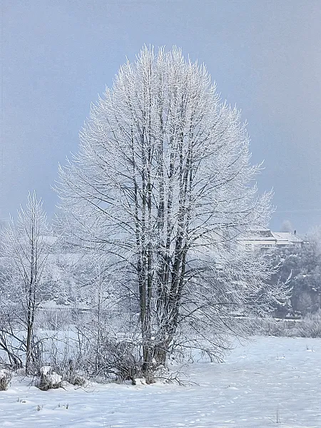 A winter tale