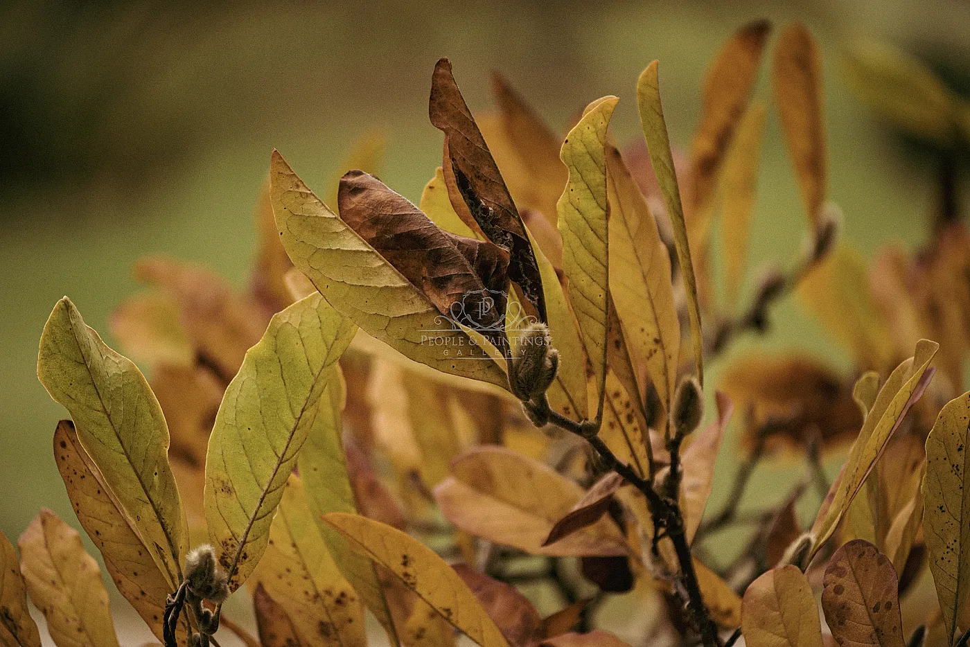 Autumn
