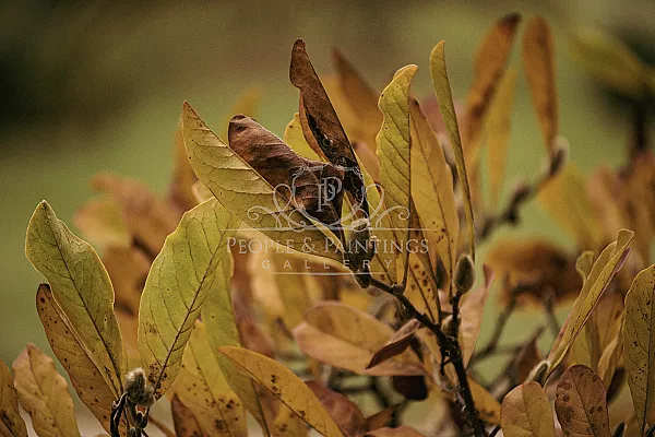 Autumn