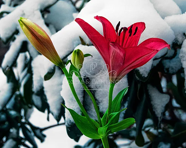 Flower and snow