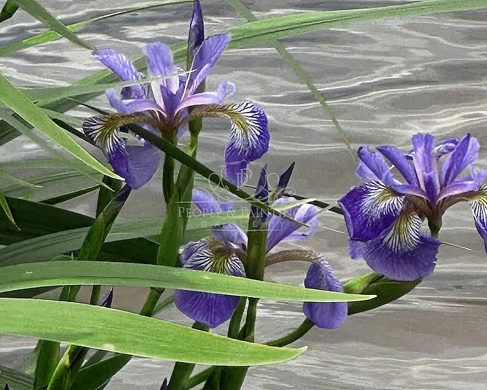 Blue flag iris
