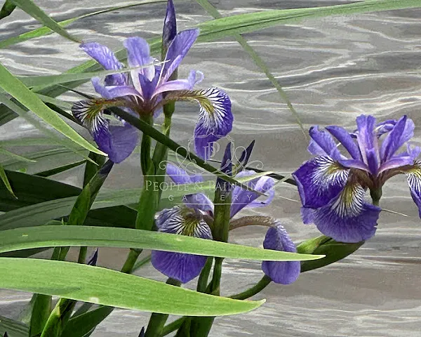 Blue flag iris