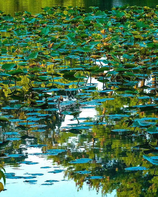 Beautiful algae