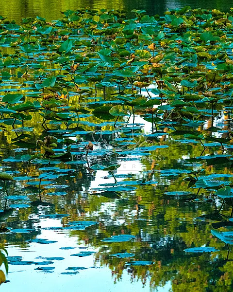 Beautiful algae