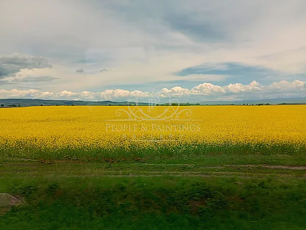 Golden field