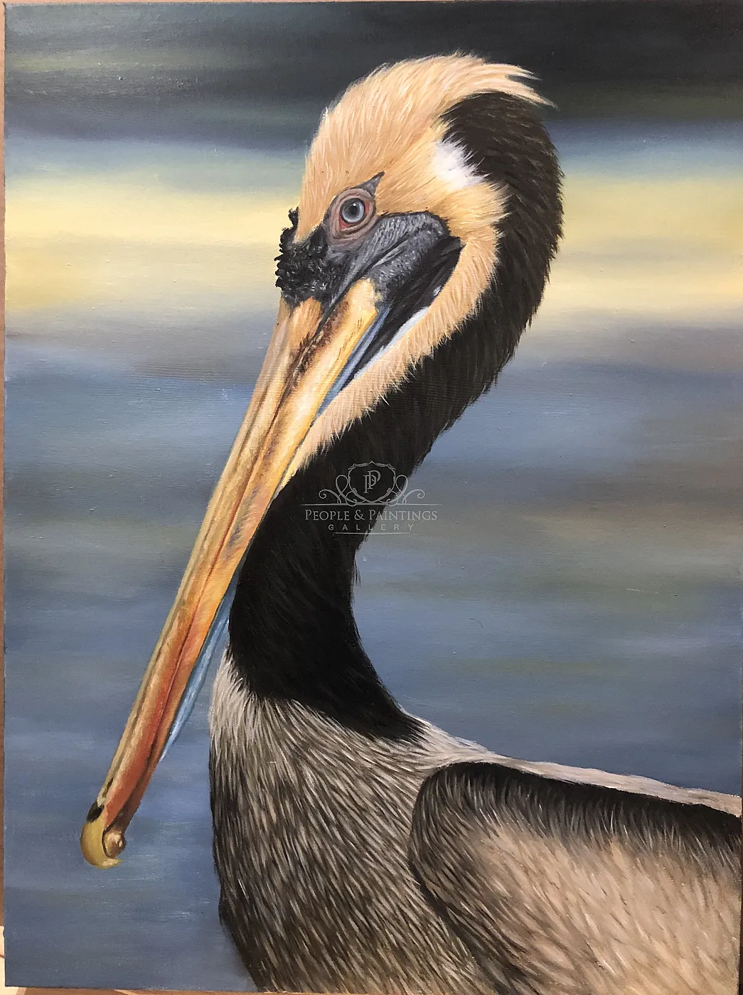 Pelican