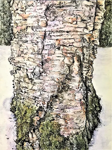 Winter Birch
