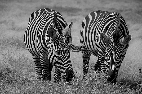 Zebras