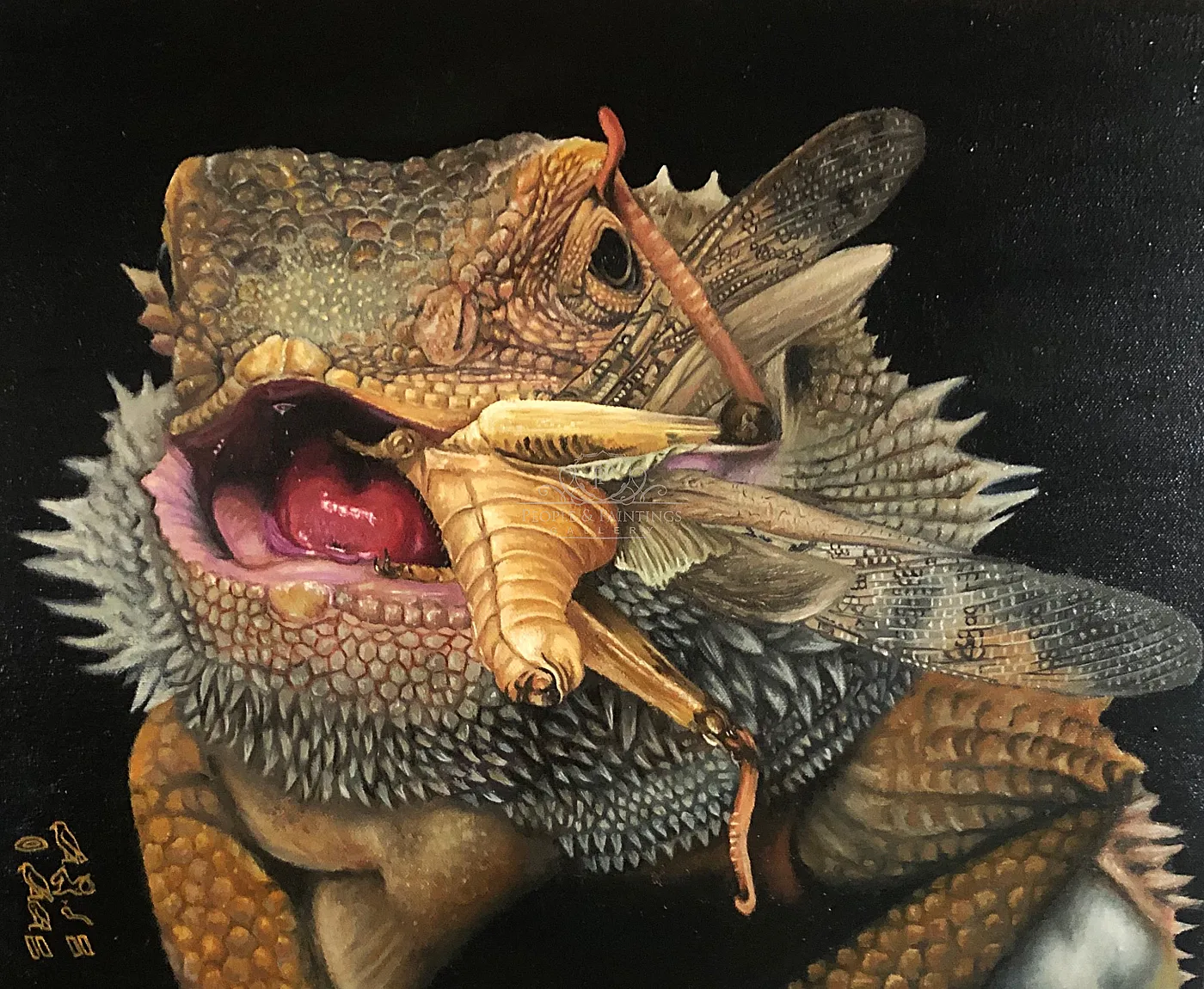 bearded dragon