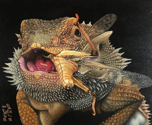 bearded dragon