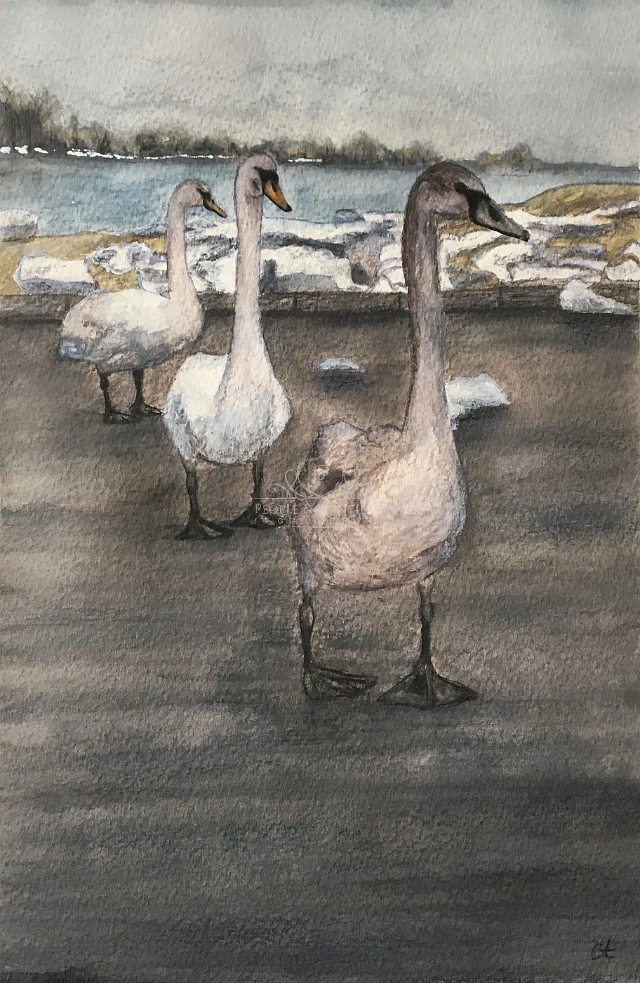 Swans