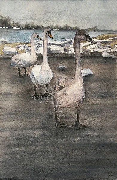 Swans