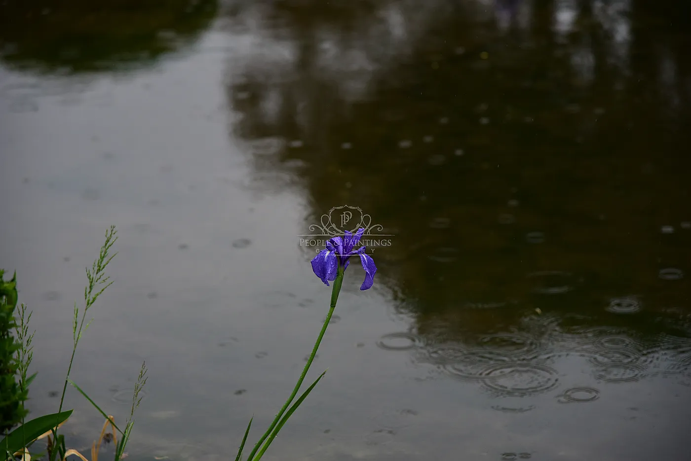 Rain in Japan