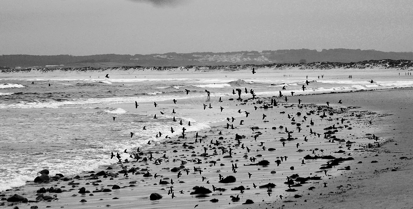 Sea and birds