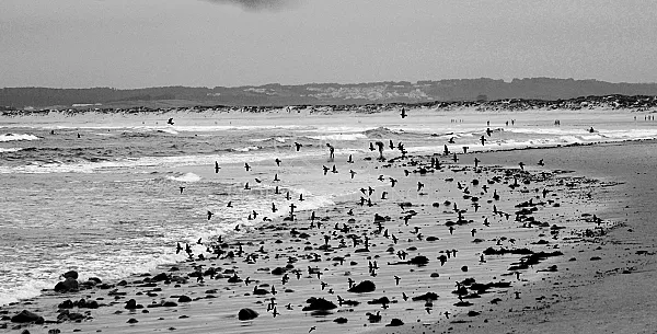 Sea and birds