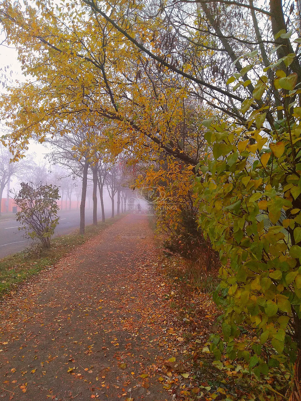 Autumn in a Misty Morning