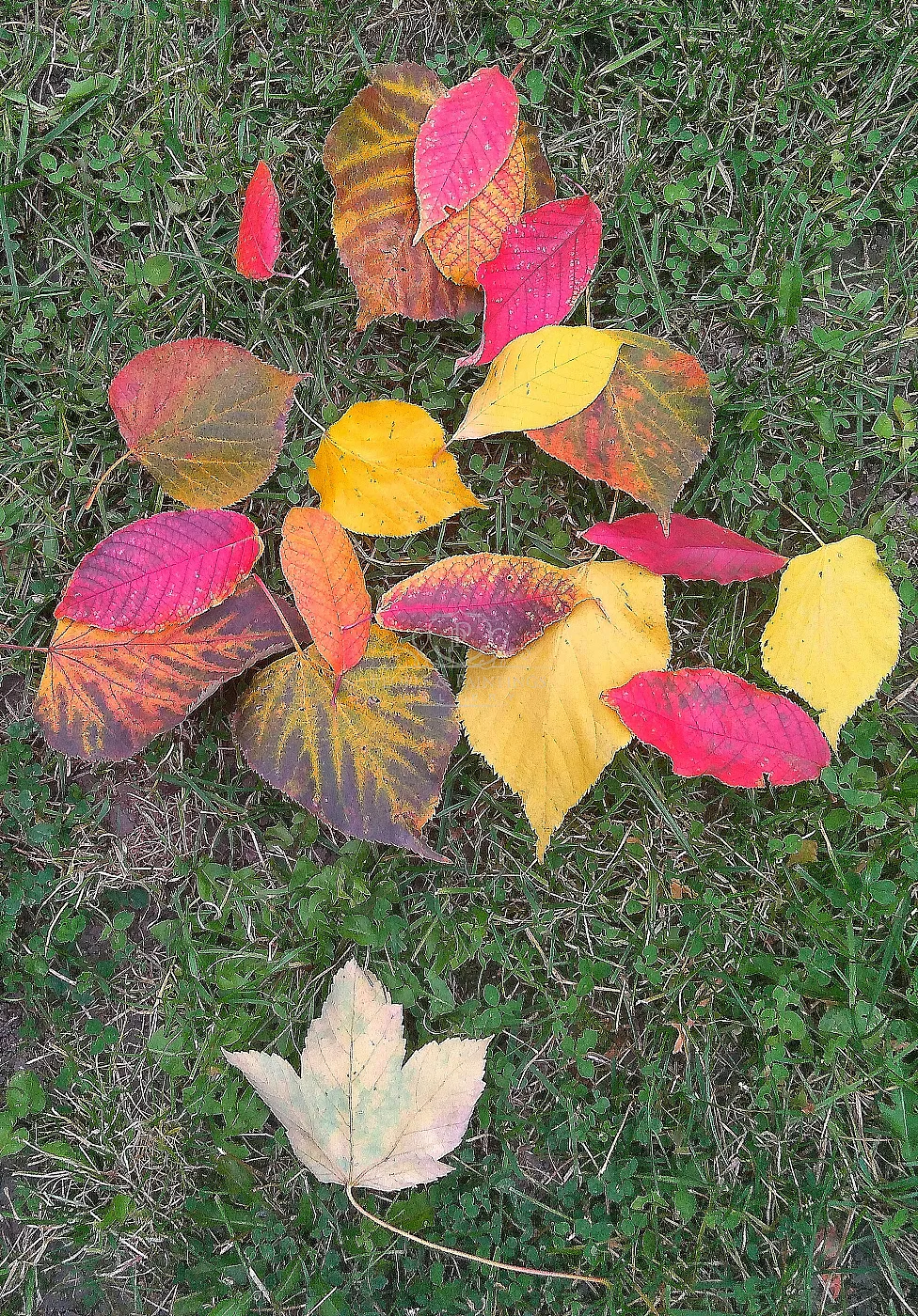 Autumn in Nature