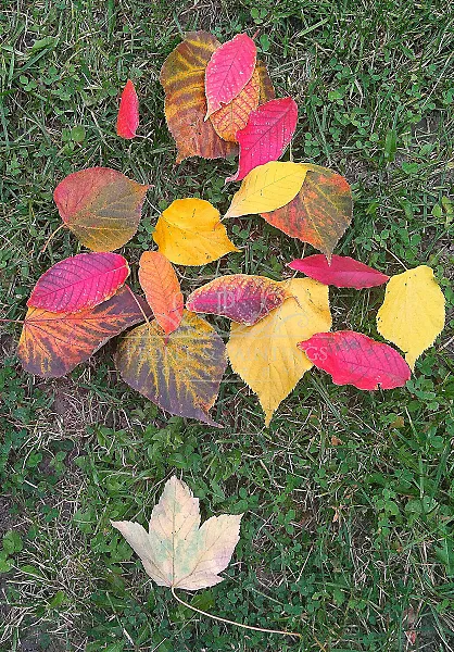 Autumn in Nature