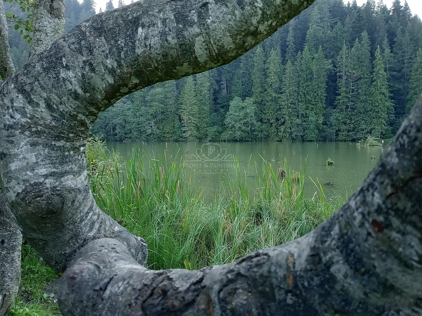 Lake through branches