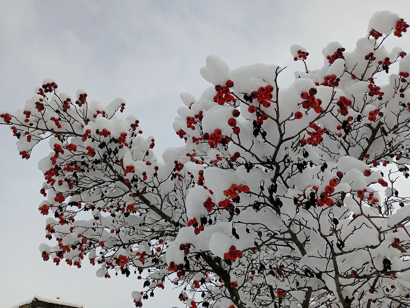 Covered by snow