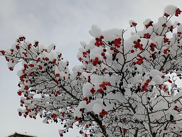 Covered by snow