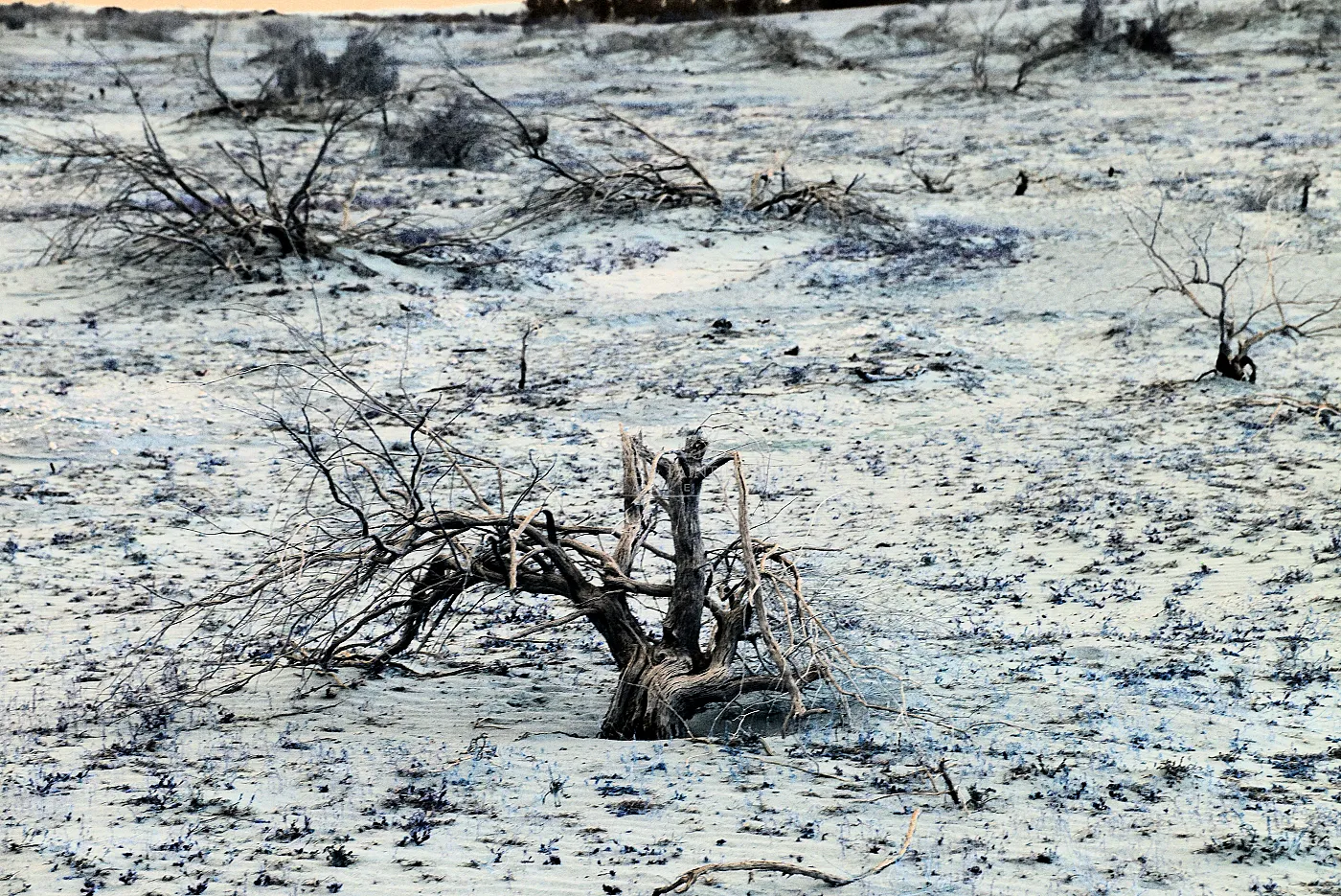 Desert trees 3
