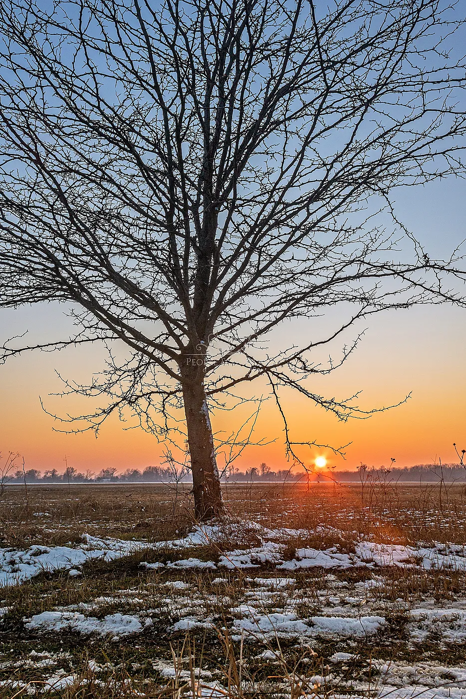 The tree at the sunset