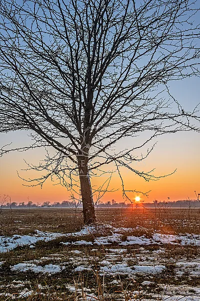 The tree at the sunset