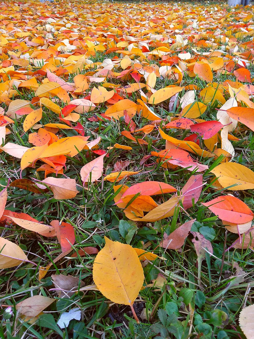 Colorful leaves