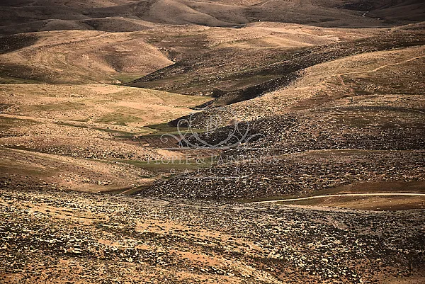 The desert